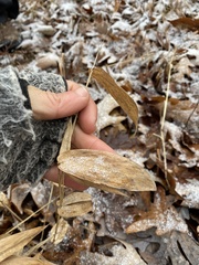 Dichanthelium latifolium