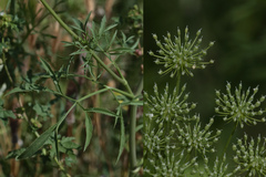 Ammi majus