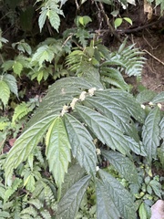Elatostema lineolatum