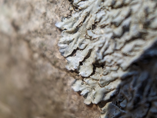 Spicy Mustard-rosette