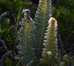 Pleopeltis lepidopteris