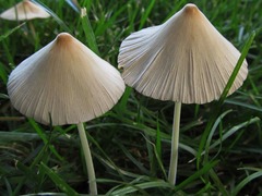 Conocybe apala