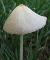 Conocybe apala