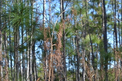 Cladium mariscus jamaicense