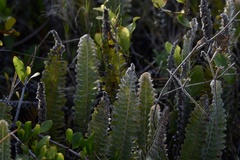 Pleopeltis lepidopteris