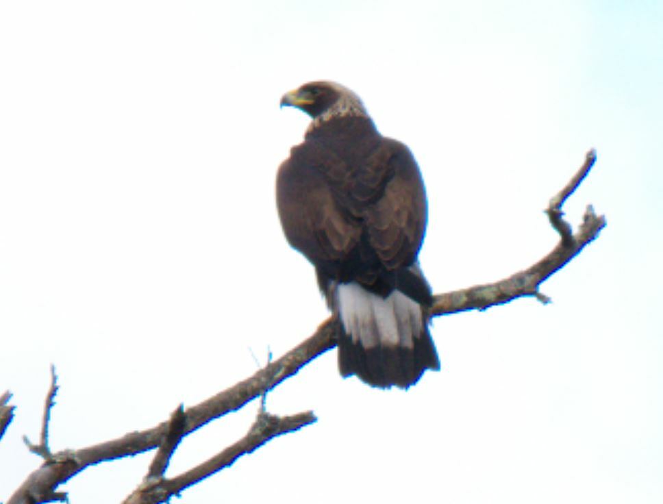 Aquila chrysaetos (Linnaeus, 1758)