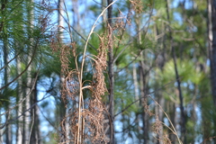 Cladium mariscus jamaicense