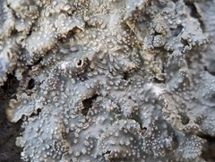 Punctelia missouriensis