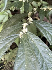 Elatostema lineolatum