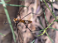 Leptotarsus clavatus
