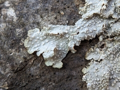 Punctelia missouriensis