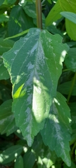Byttneria filipes