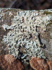 Punctelia missouriensis