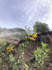 Acmispon dendroideus