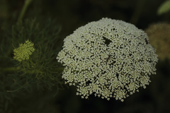 Visnaga daucoides