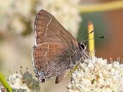 Satyrium tetra