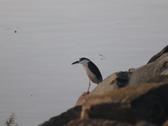 Nycticorax nycticorax image