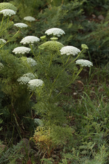 Visnaga daucoides