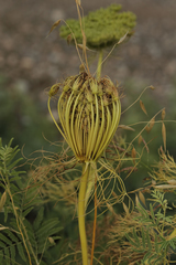 Visnaga daucoides