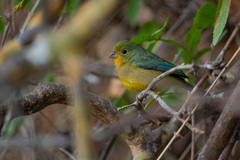 Passerina leclancherii