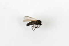 Orthocladiinae