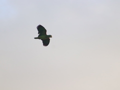 Amazona ochrocephala