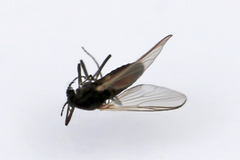 Orthocladiinae