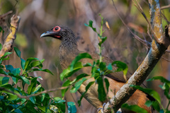 Ortalis poliocephala