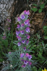 Echium albicans