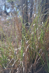 Cladium mariscus jamaicense