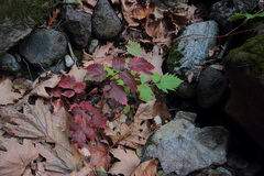 Ampelopsis orientalis