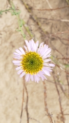 Erigeron blochmaniae