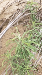 Erigeron blochmaniae