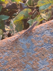 Anolis nebulosus