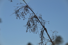 Cladium mariscus jamaicense