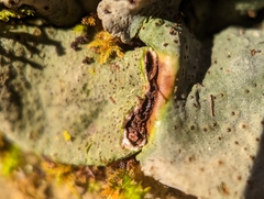 Dermatocarpon muhlenbergii