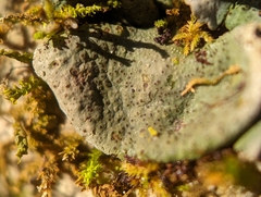 Dermatocarpon muhlenbergii