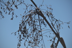 Cladium mariscus jamaicense