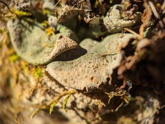 Dermatocarpon muhlenbergii