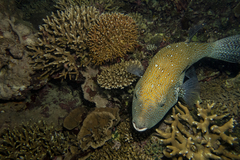 Arothron caeruleopunctatus