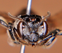 Andrena nuda
