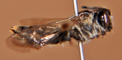 Andrena nuda