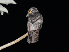 Nyctibius jamaicensis