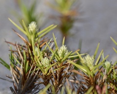 Cyperus pedunculatus