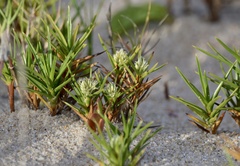 Cyperus pedunculatus