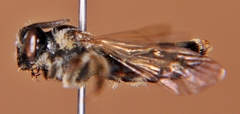 Andrena nuda