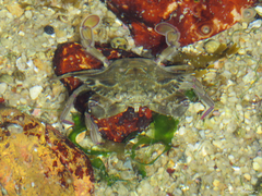 Callinectes marginatus