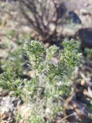 Cryptantha maritima maritima