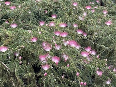 Calliandra surinamensis