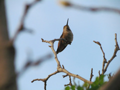Selasphorus sasin